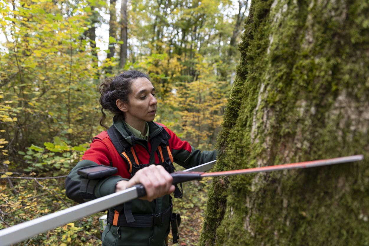 Une femme examine un tronc d'arbre au sein d'une forêt